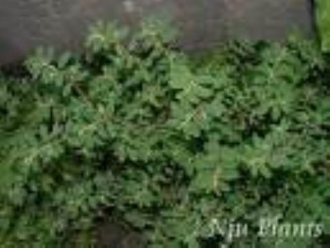 Euphorbia Humifusa  Extract